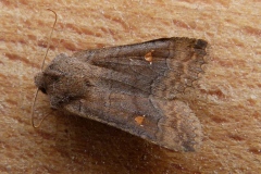 Eupsilia transversa, Satellite (Le)