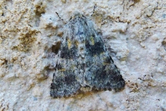 Hadena caesia, Noctuelle bleue (La)