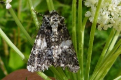 Hadena confusa, Noctuelle saupoudrée (La)