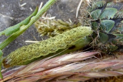 Hecatera bicolorata, Noctuelle sereine (La)