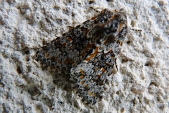 Hecatera dysodea, Noctuelle dysodée (La)