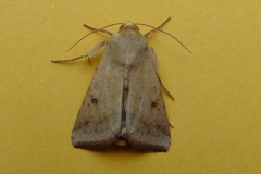Helicoverpa armigera, Armigère (L')