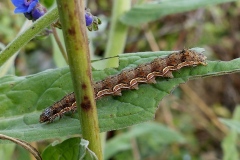 Helicoverpa armigera, Armigère (L')