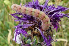 Heliothis peltigera, Noctuelle peltigère (La)