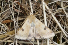 Heliothis peltigera, Noctuelle peltigère (La)