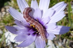 Heliothis viriplaca, Noctuelle de la Cardère (La)