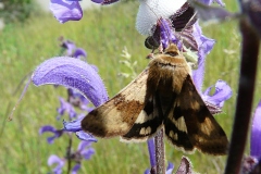 Heliothis viriplaca ; Noctuelle de la Cardère (La)