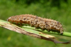 Hoplodrina blanda, Noctuelle du Pissenlit (La)