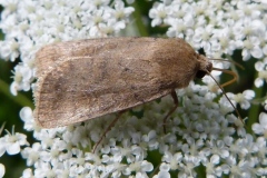 Hoplodrina blanda, Noctuelle du Pissenlit (La)