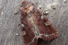 Lacanobia oleracea, Noctuelle des Potagers (La)