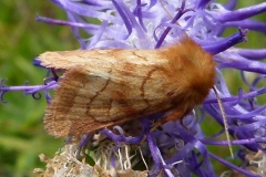 Lasionycta imbecilla, Mythimne imbécile (La)