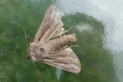 Leucania comma, Comma blanc (Le)