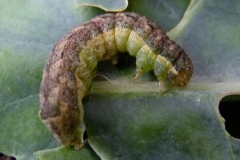 Mamestra brassicae, Brassicaire (La)