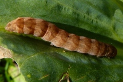 Melanchra persicariae, Noctuelle de la Persicaire (La)