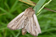 Mythimna anderreggii, Leucanie des alpages (La)