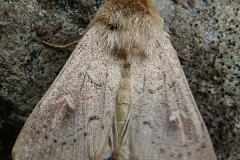 Mythimna ferrago, Noctuelle lythargyrée (La)