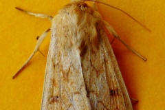 Mythimna vitellina, Leucanie vitelline (La)