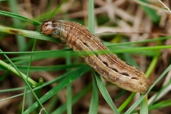 Noctua pronuba, Hibou (Le)