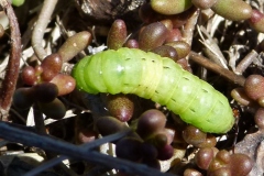 Noctua pronuba, Hibou (Le)