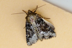 Oligia strigilis ou O. versicolor ou O. latruncula