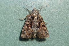Oligia strigilis ou O. versicolor ou O. latruncula