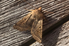 Anchoscelis lunosa (Haworth, 1809), Xanthie lunulée (La)