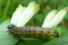 Orthosia cruda, Orthosie farineuse (L')