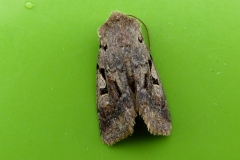 Orthosia gothica, Gothique (La)