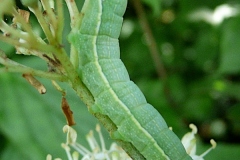 Orthosia incerta, Orthosie variable (L')