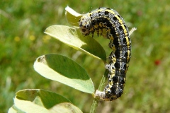 Orthosia miniosa, Orthosie rougeoyante (L')