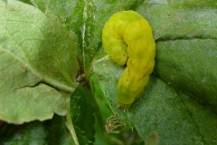 Phlogophora meticulosa, Méticuleuse (La)