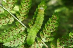 Phlogophora scita, Noctuelle amandine (La)