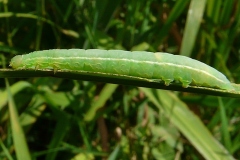 Plusia festucae, Plusie de la Fétuque (La)