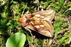 Plusia festucae, Plusie de la Fétuque (La)