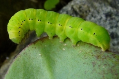 Polymixis rufocincta, Ceinture rousse (La)