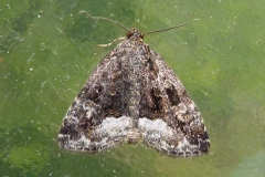 Deltote pygarga, Albule (L')