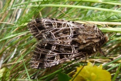 Sideridis reticulata, Noctuelle de la Saponaire (La)