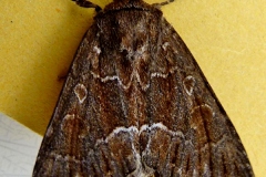 Thalpophila matura, Noctuelle cythérée (La)