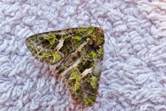 Trachea atriplicis, Noctuelle de l'Arroche (La)