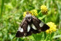 Tyta luctuosa, Noctuelle en deuil (La)