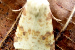 Cirrhia icteritia, Xanthie cirée (La)