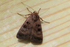 Xestia stigmatica, Noctuelle rhomboïde (La)