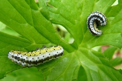 Euchalcia variabilis ; Plusie illustre (La), Plusie de l'Aconit (La)