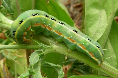 Xylena exsoleta, Bois-sec (Le)