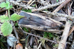 Xylena exsoleta, Bois-sec (Le)