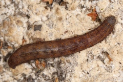 Aedia funesta ; Pie (La)