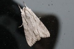 Auchmis detersa ; Noctuelle grisonne (La)