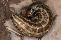 Tholera decimalis ; Nasse (La)