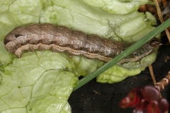 Noctua comes, Hulotte (La)