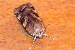 Noctua fimbriata, Frangée (La), Le Mayet-de-Montagne (03)